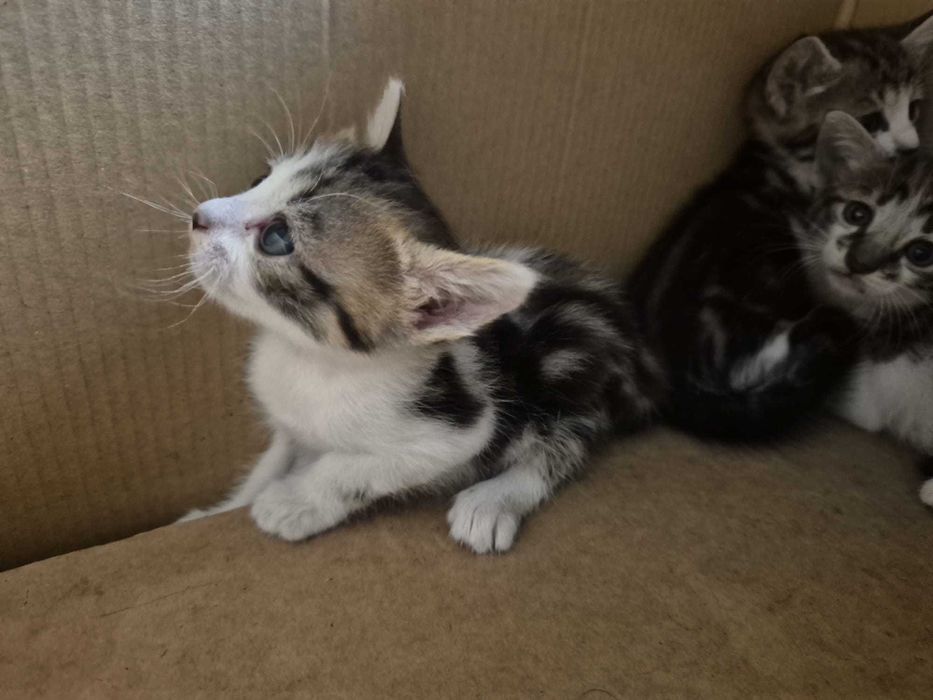 Gatos para adoção