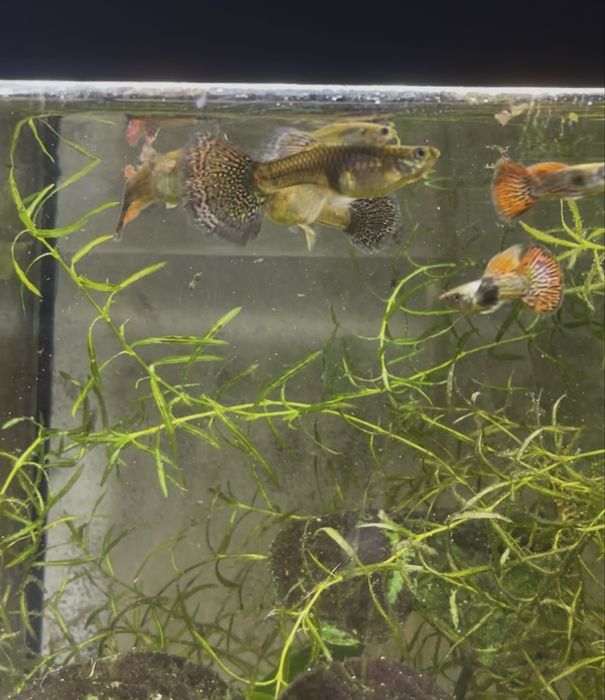 Guppy Red Dragon Halfmoon Mud | Machos, Casais e Trios