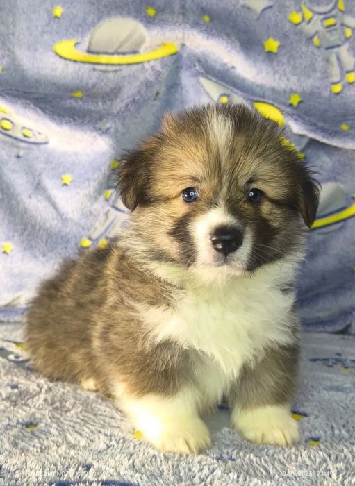 Неймовірно гарні породні цуценята вельш коргі пемброк