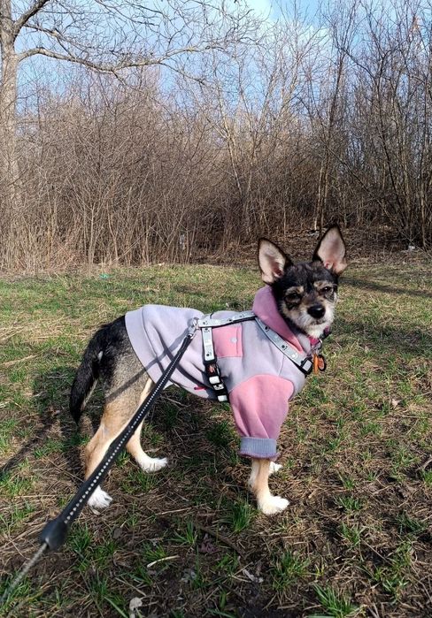 Чихуахуа+йорк у добрі руки