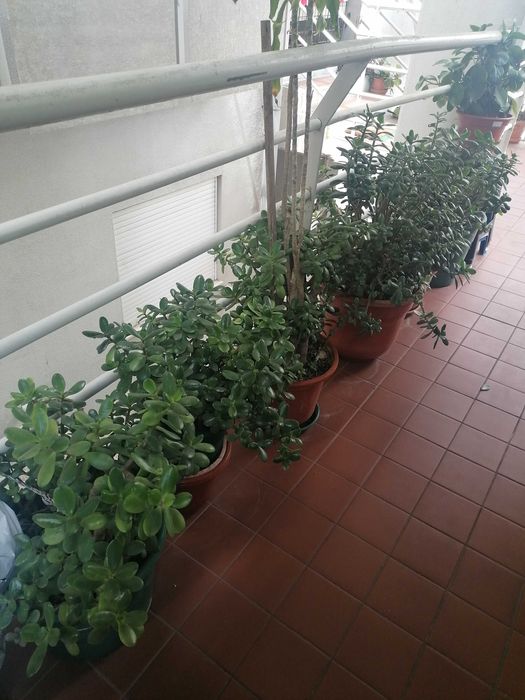 Plantas incríveis — leve mais verde pra sua casa!”