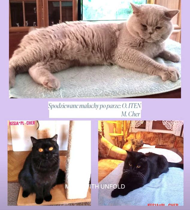 Czarny Kocurek brytyjski rodowód FPL