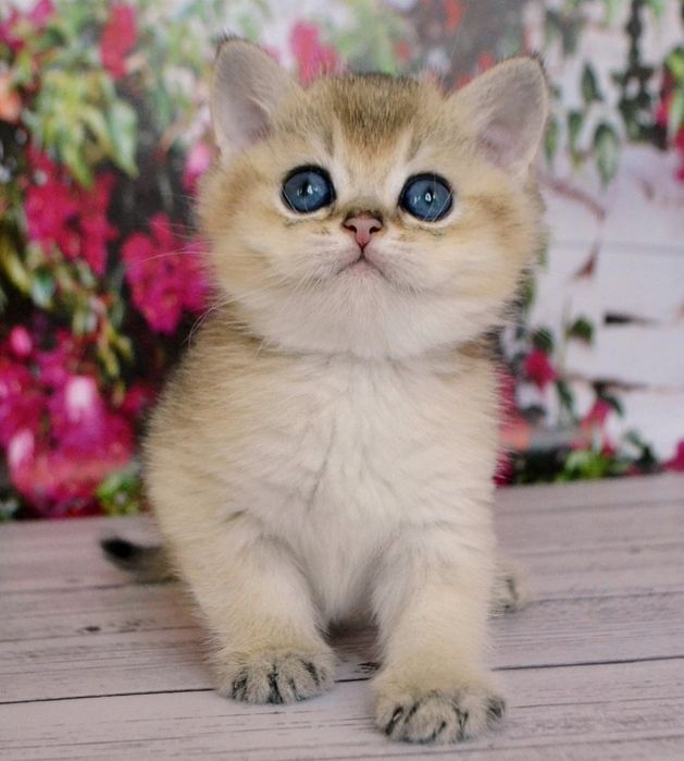 Котятки золотые зеленоглазые шиншиллы