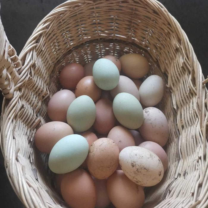 Ovos caseiros. Colhidos diariamente.