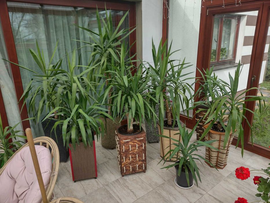 juki i  donice ozdobne