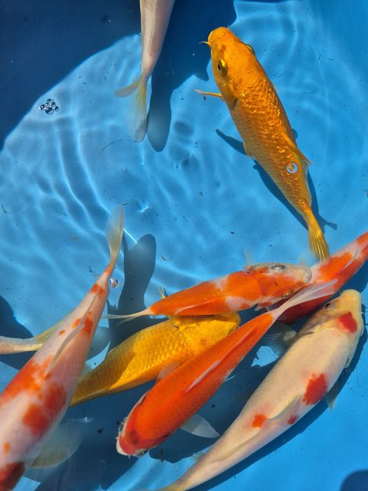 Carpas koi 16/22cm