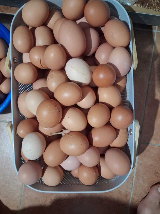 Vendo ovos caseiros de excelente qualidade