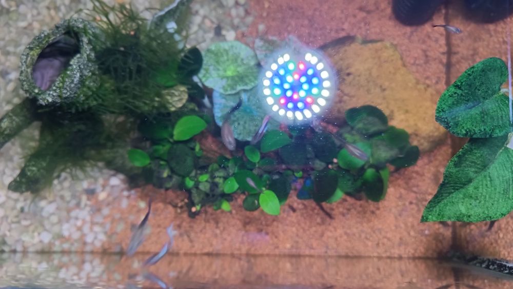 Guppys diversos tamanhos - machos e femeas