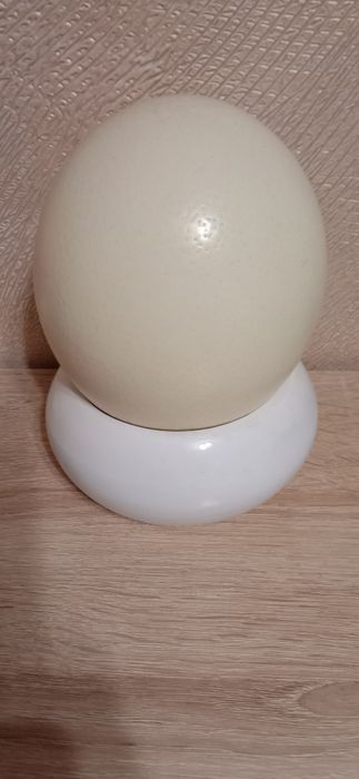 Яйцо Страусиное. Скарлупа.