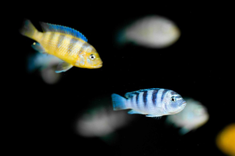 maylandia lombardoi pyszczaki malawi