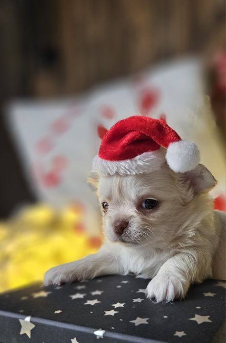 Chihuahua piękna dziewczynka ZAREZERWOWANA  do 31.12