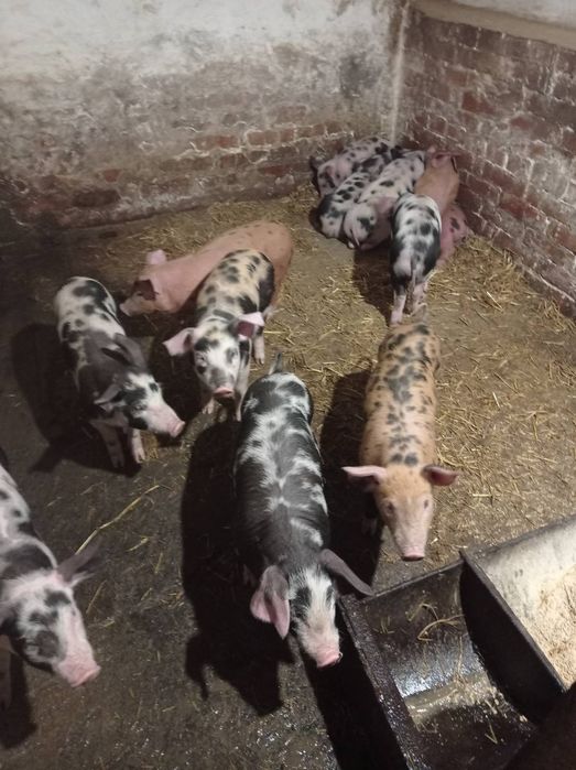 Продам поросяток!!!