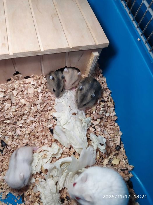 Хомяки Джунгарские