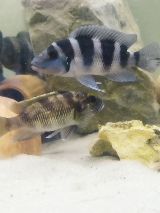 Lepidiolamprologus lemairi sibwesa f1