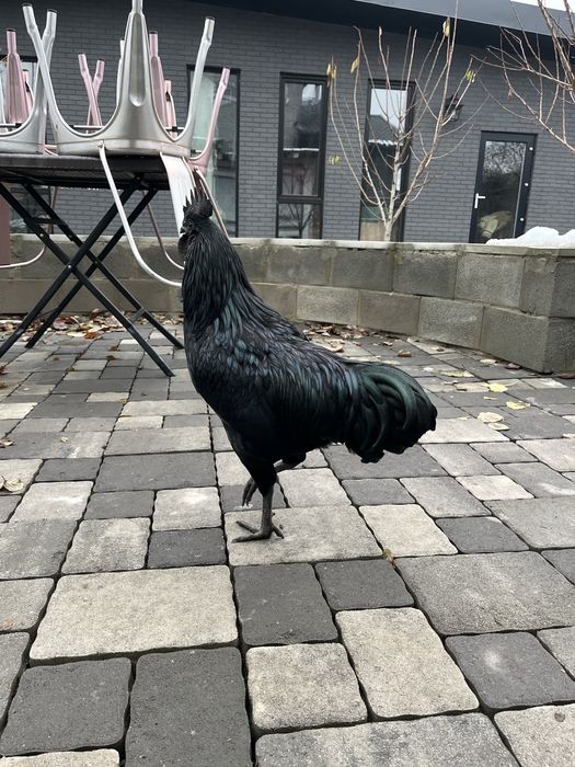 Петушок породы Аям Цемани