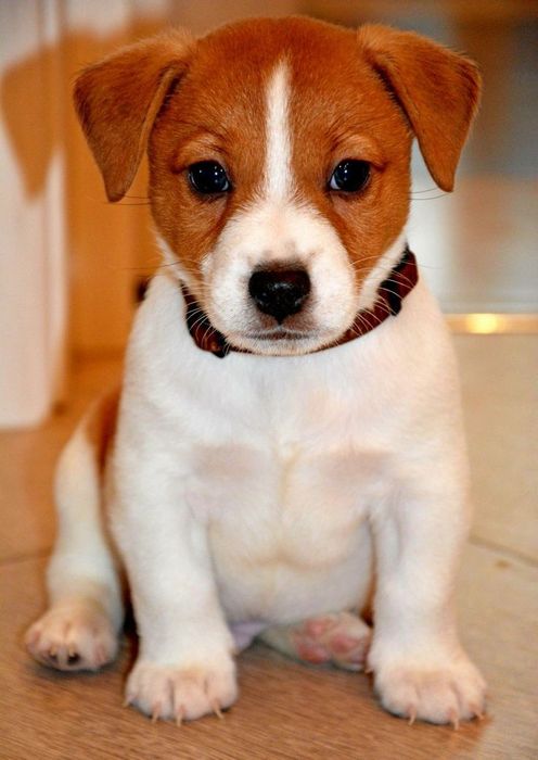 «Джек Рассел — маленькі вибухи енергії