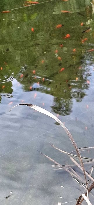 Peixes coloridos kinguius