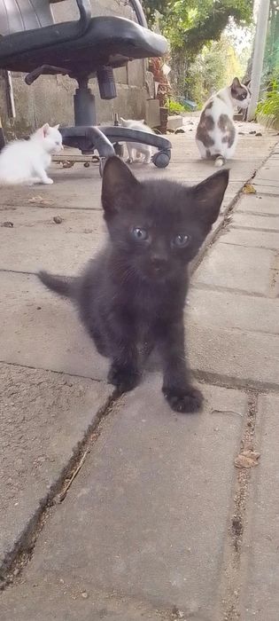 Ofereço gatinhos bebés