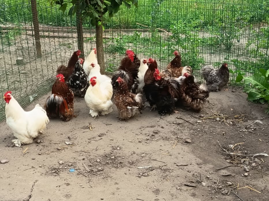 Sprzedam świeże jaja lęgowe czubatki