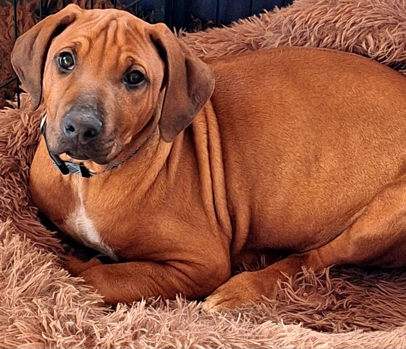 Rhodesian Ridgeback-uroczy chłopak