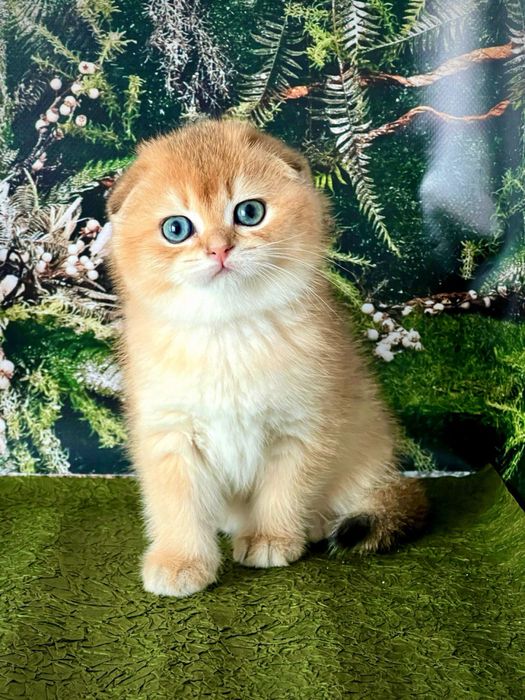 Гарний висловухий золотий котик , цікавий у розпліднення