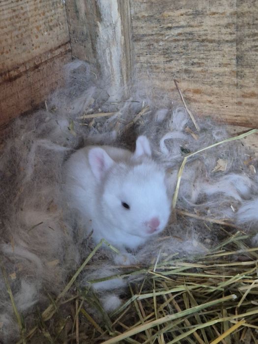 Coelhinhos Anões Bebés Disponíveis!