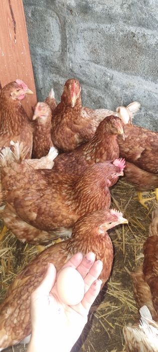 Ovos caseiros galinhas criadas ao ar livre