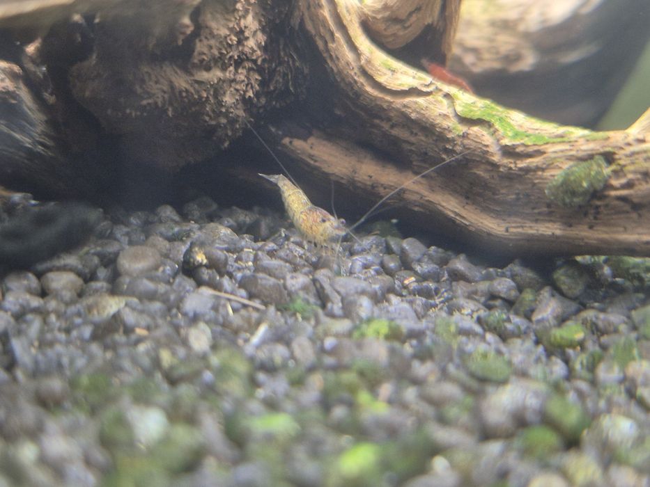 Krewetki Neocaridina poselekcyjne