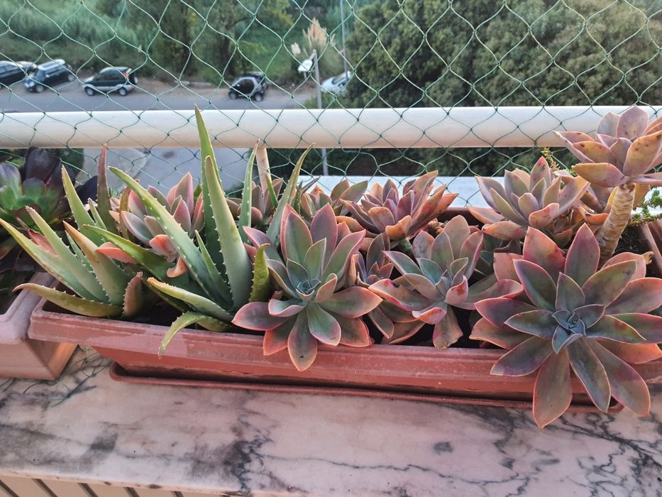 Floreiras com suculentas