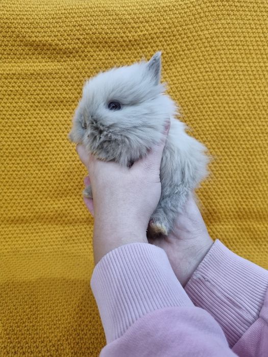 Królik Teddy miniaturka