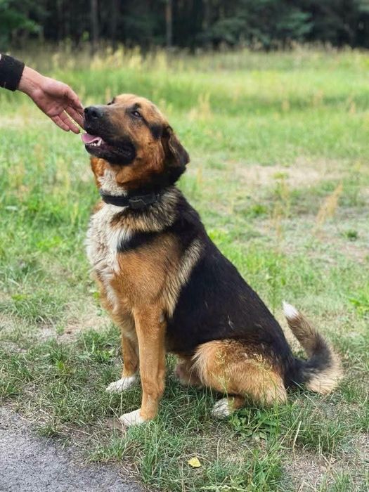 Pieski do adopcji