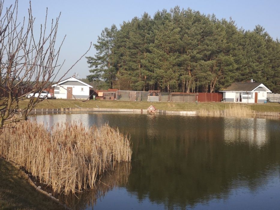 DOMKI nad stawem - wynajmę (wolne terminy w lipcu i sierpniu)
