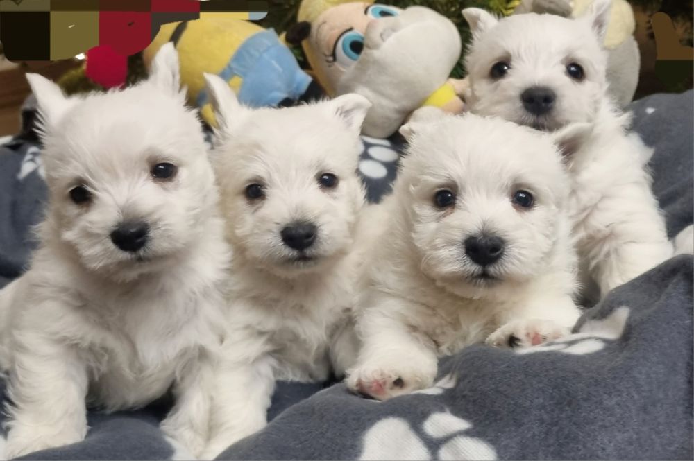 West Highland White Terrier- suczka  szczeniak