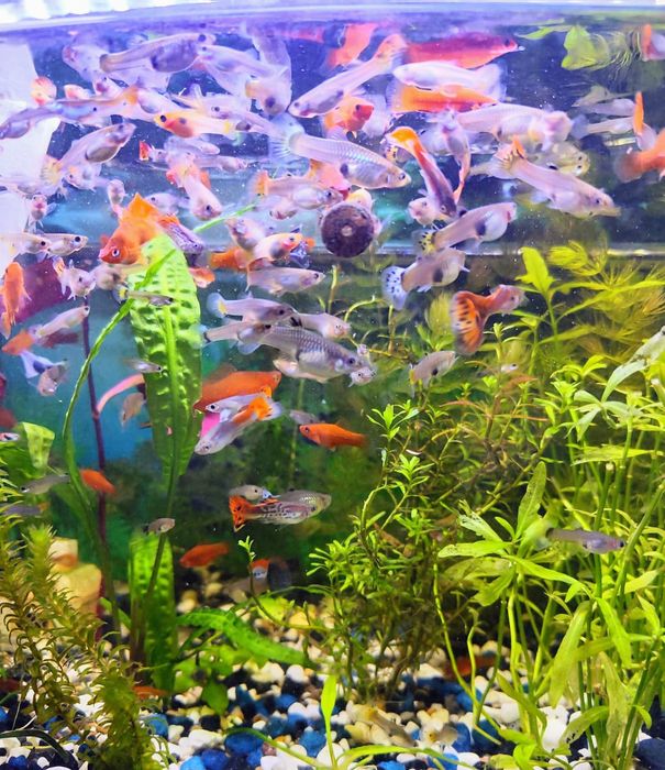 Sprzedam nadwyżkę gupików cena za parę