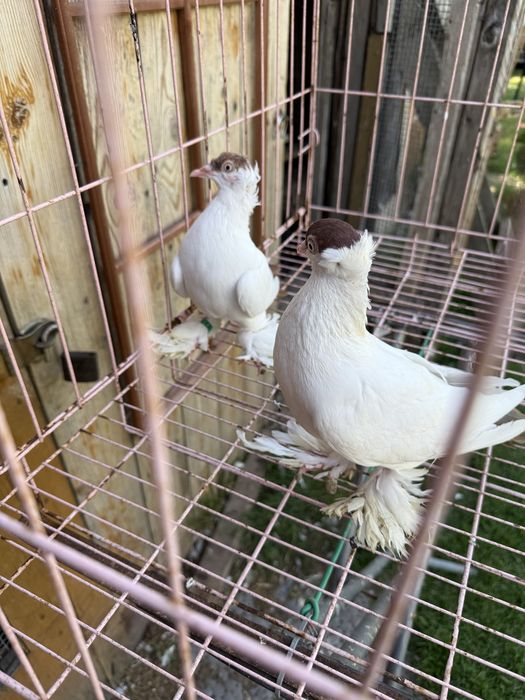 Sprzedam krymki Polskie czerwone