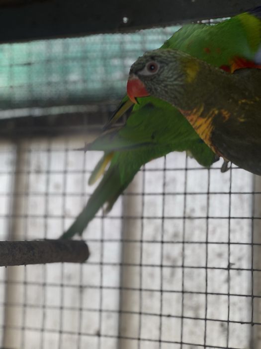 Loris Do Ano Passado