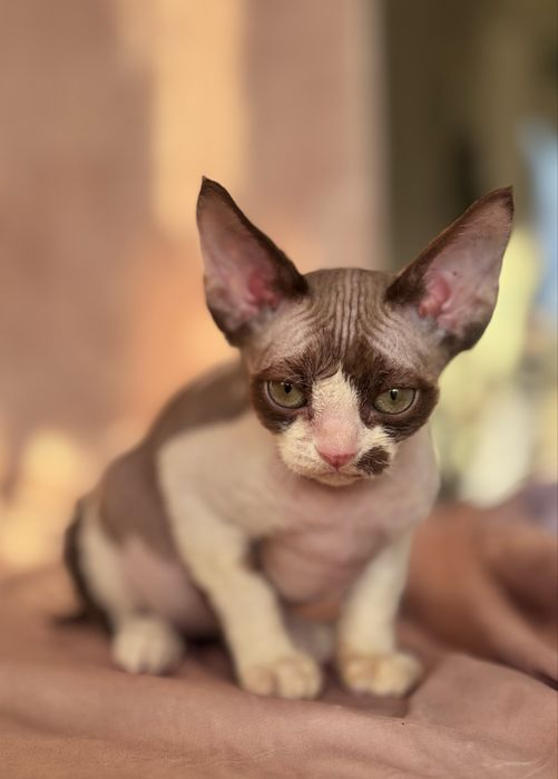 Devon rex kotka czekoladowa