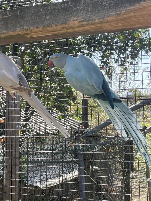 Ring necks adultos varias cores e mutacoes
