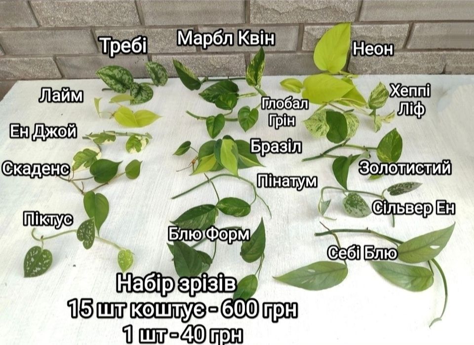 Продам сциндапсуси, епіпремнуми, пінатуми