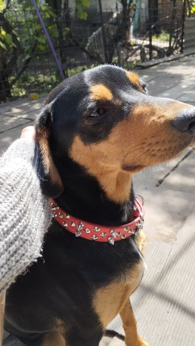 Отдам собаку в хорошие руки