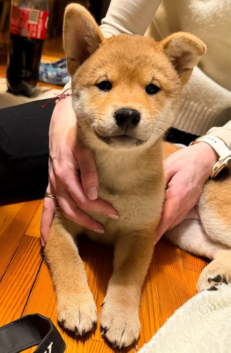 Shiba Inu - dziewczynka ZKwP FCI gotowa do odbioru