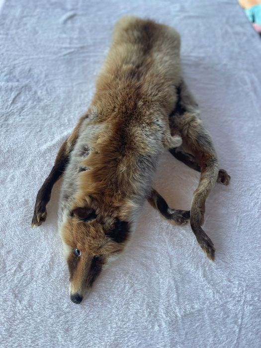 Kołnierz z całego lisa a La prl