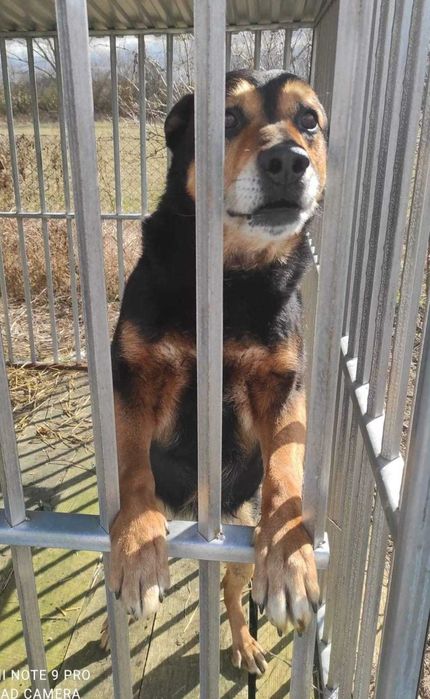 BONO przecudny psiak DO ADOPCJI