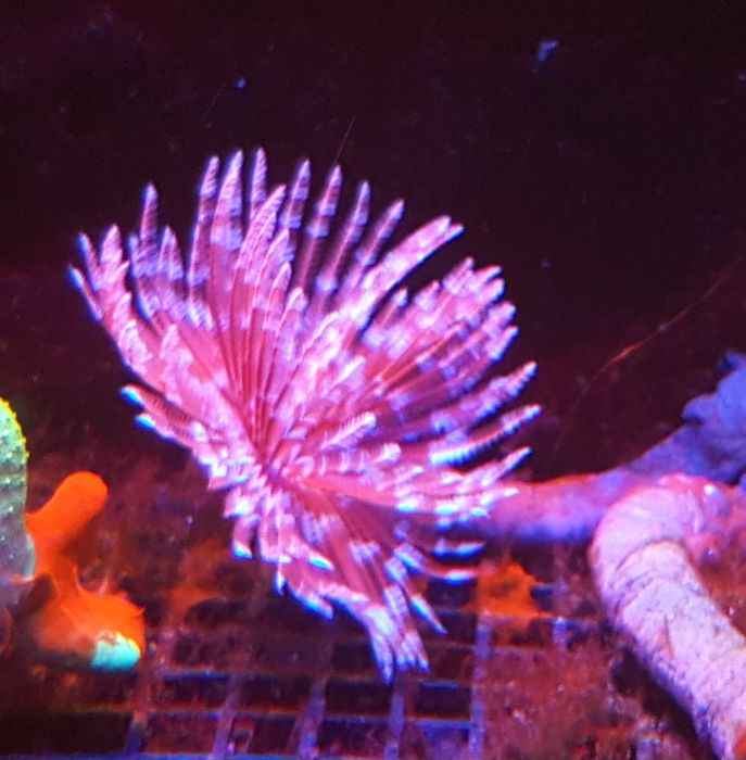 Rurówka . Koralowiec . Akwarium morskie