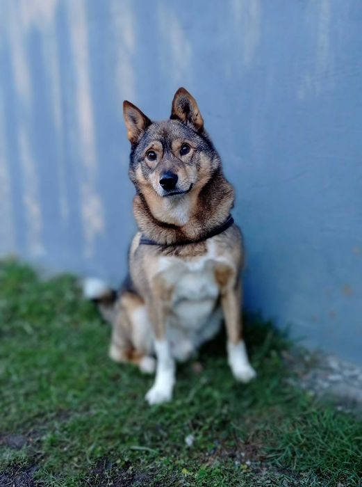 Собака в добрі руки