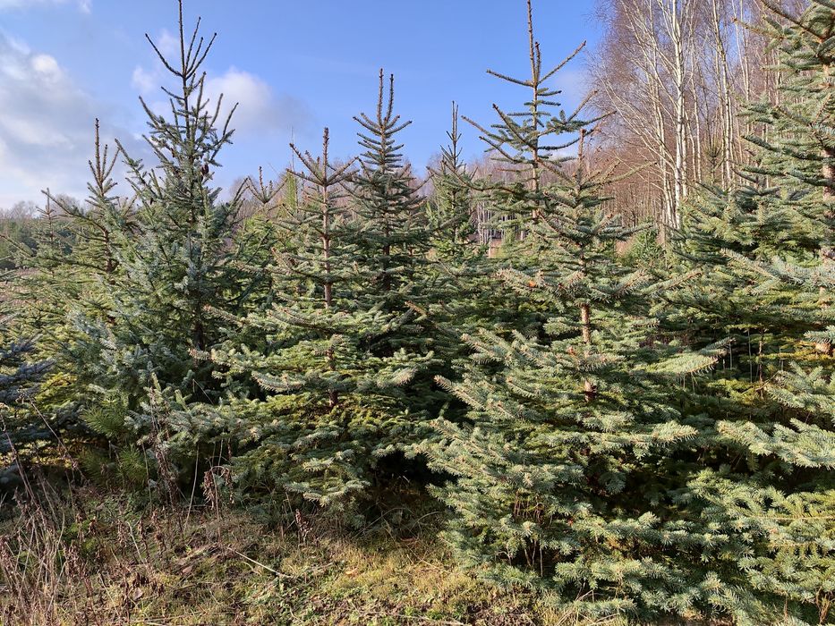 Choinki/choinki żywe/świerk