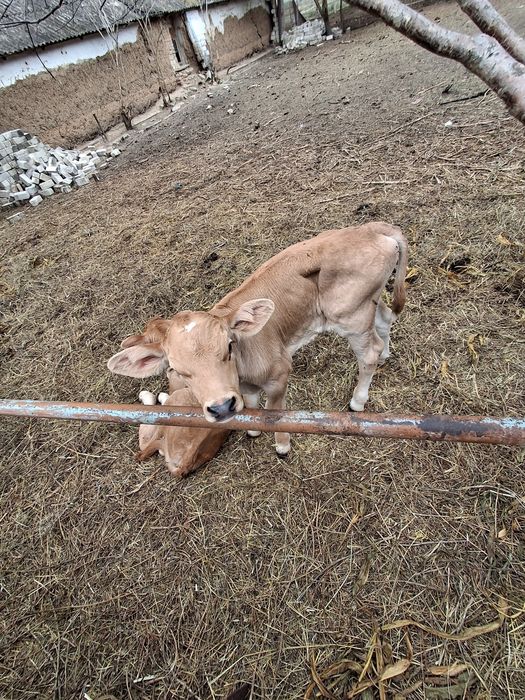 Продам бычков 3шт.