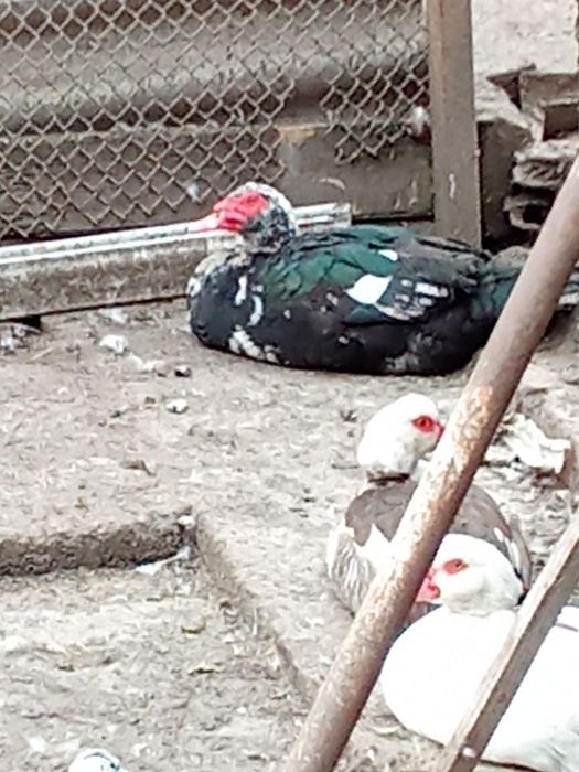 Молодые индоутки