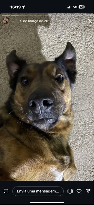 Cães para adocão