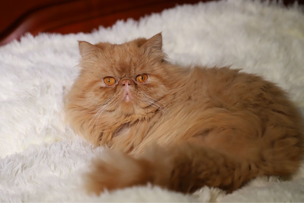 Персидский кот. Вязка